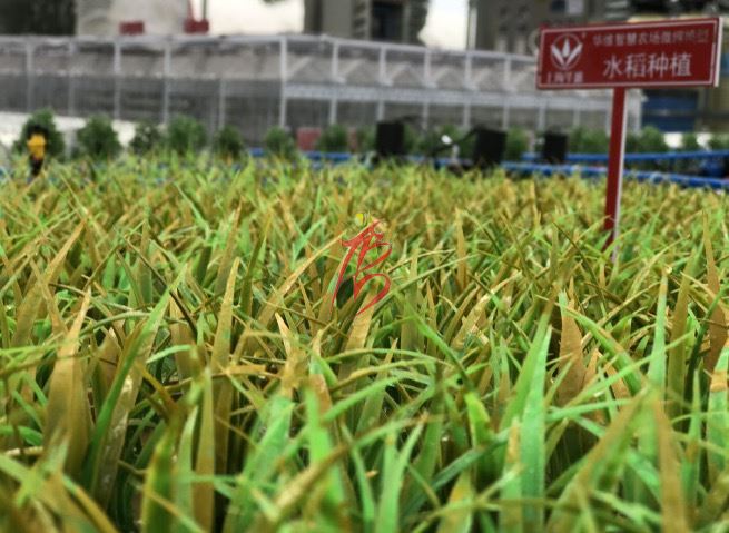  智能溫室大棚—— 水產(chǎn)養(yǎng)殖區(qū)